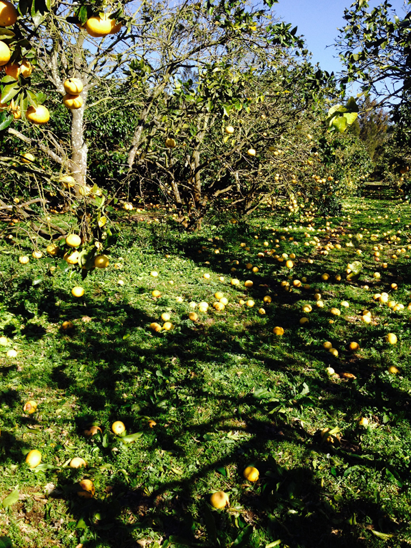 DEGATS POMELOS 4